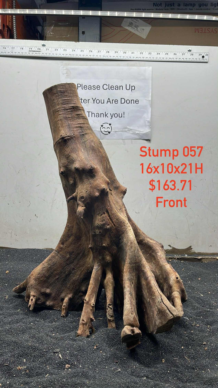 Mangrove Tree Stump 057