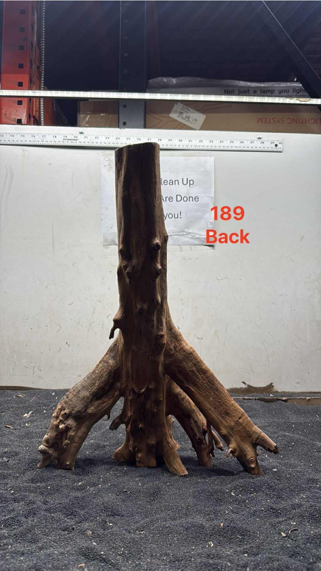 Mangrove Tree Stump 189