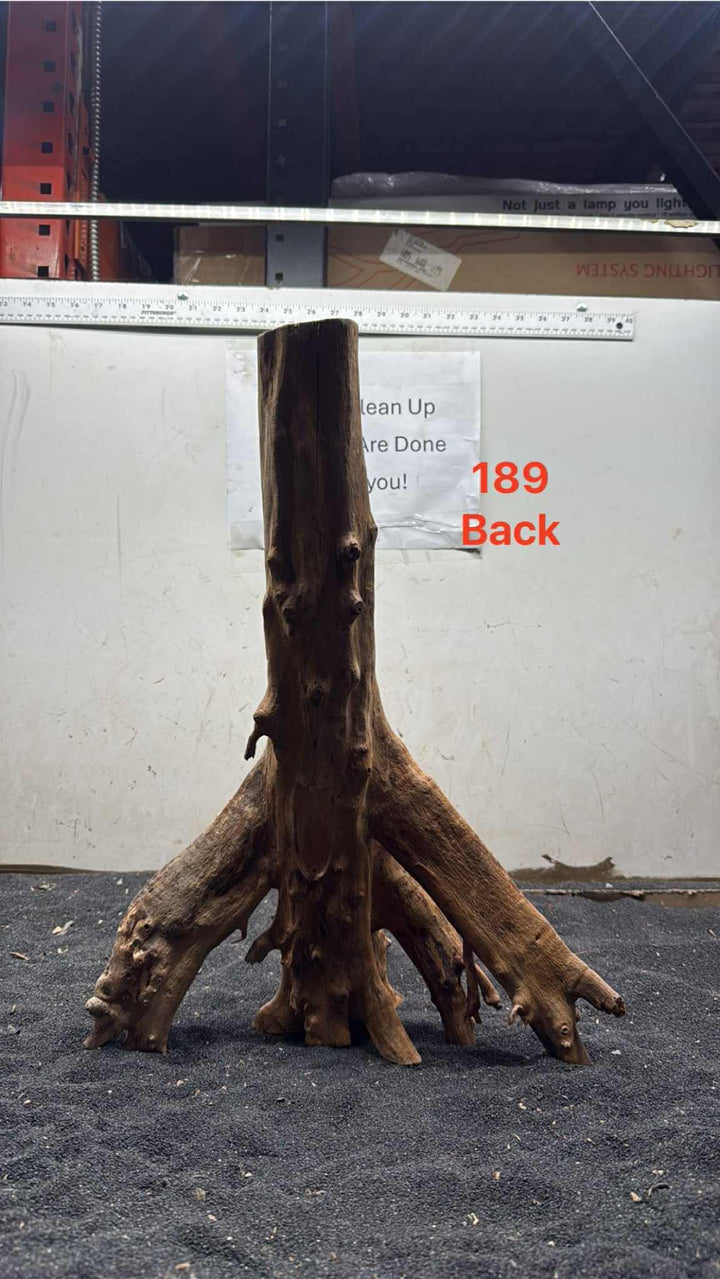 Mangrove Tree Stump 189