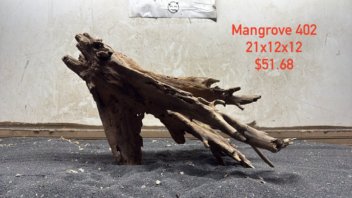 Mangrove Tree Stump 402