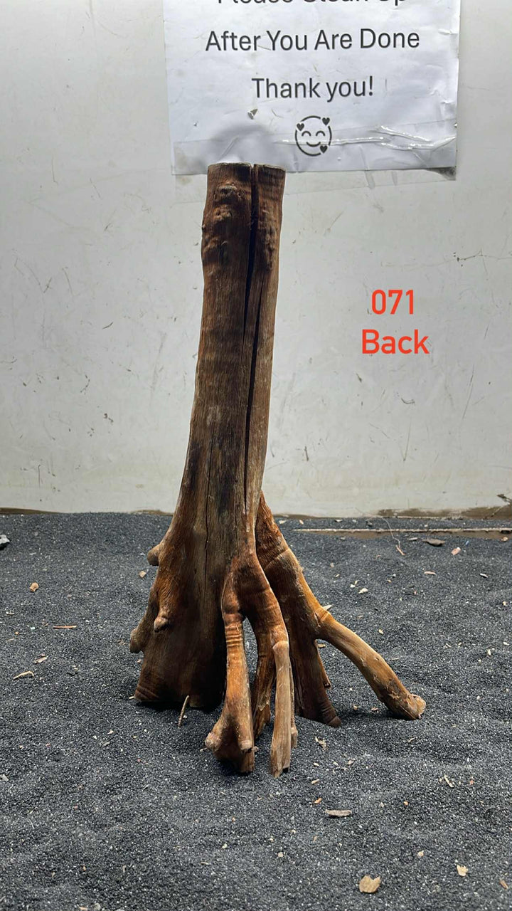 Mangrove Tree Stump 071