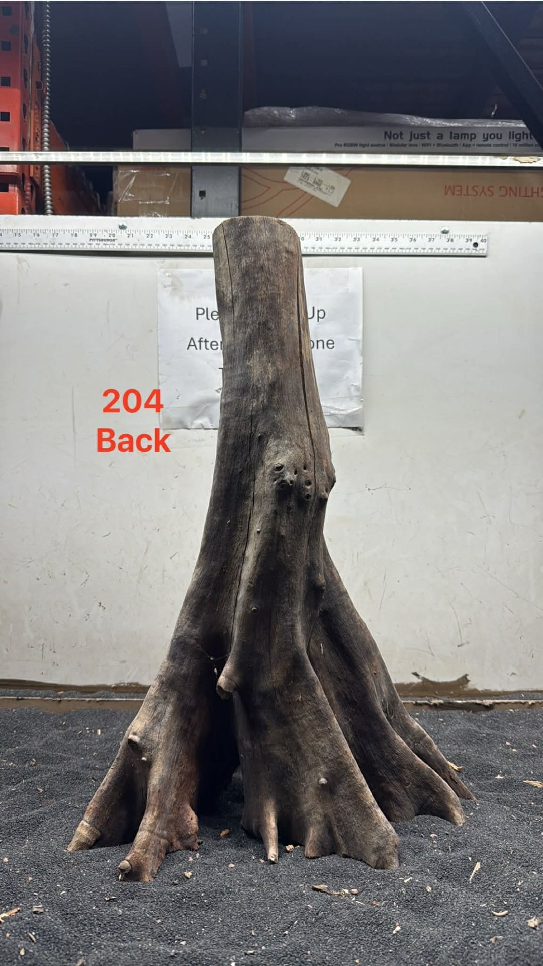 Mangrove Tree Stump 204