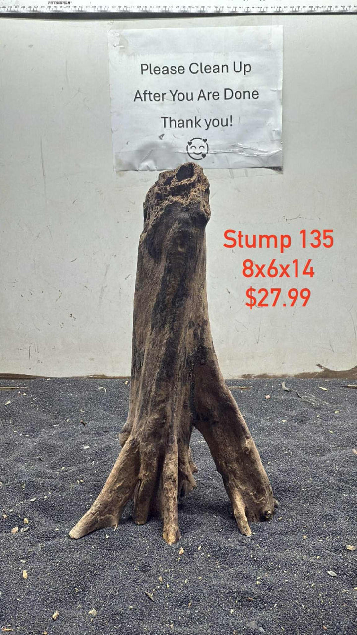 Mangrove Tree Stump 135