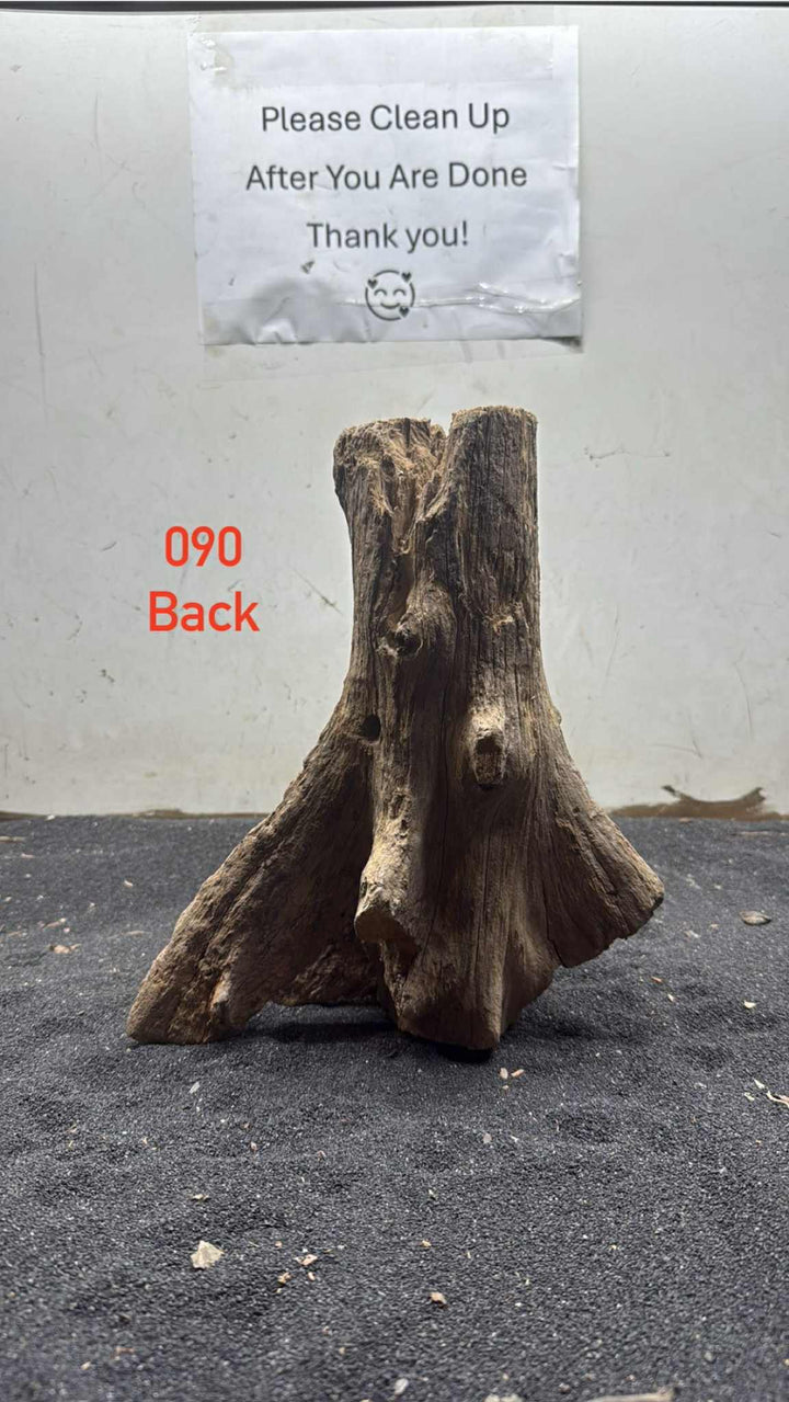 Mangrove Tree Stump 090