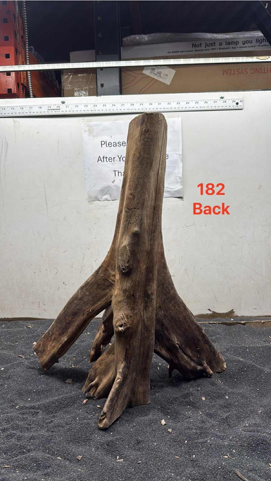 Mangrove Tree Stump 182