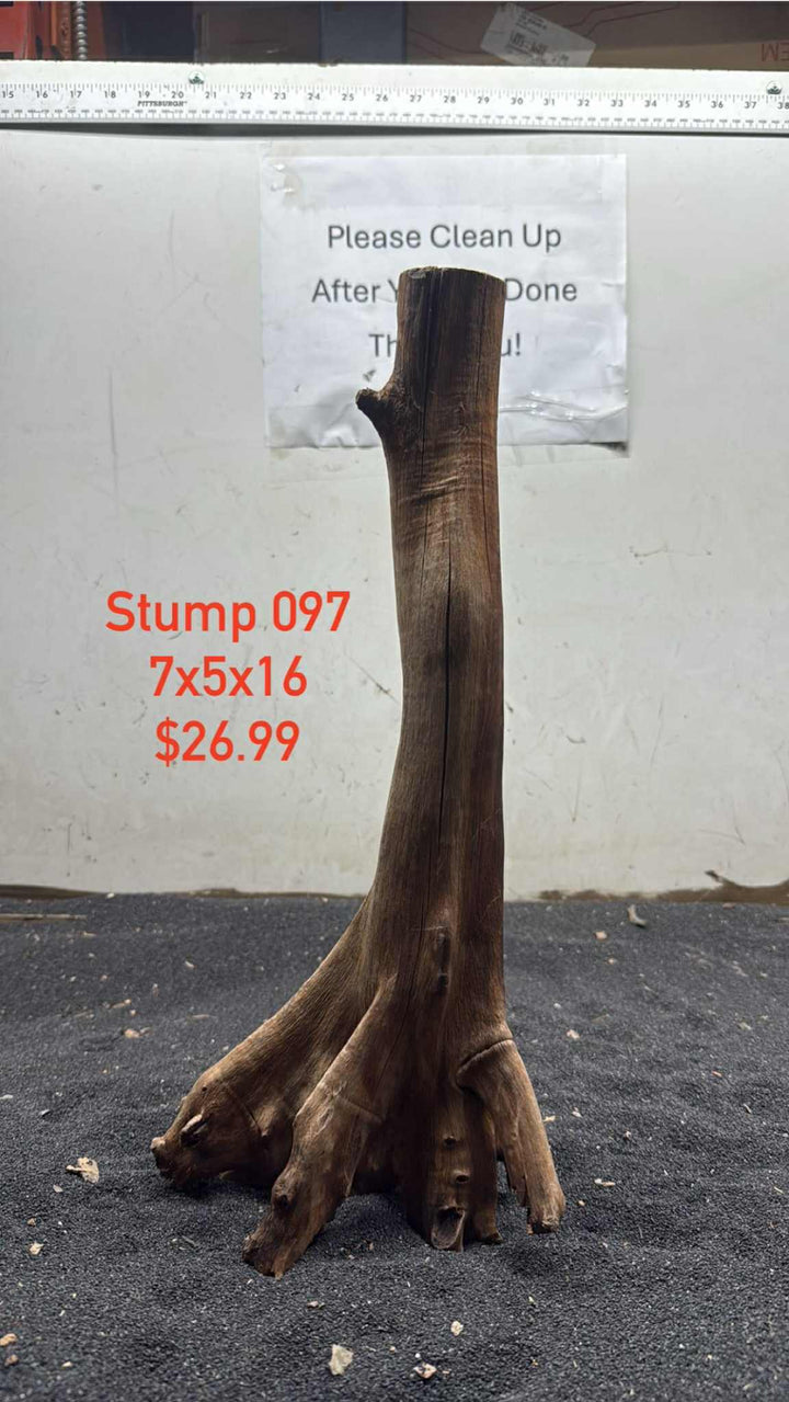 Mangrove Tree Stump 097