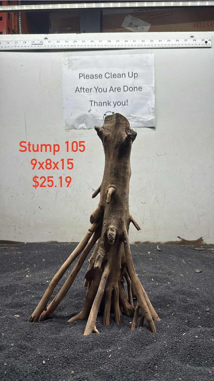 Mangrove Tree Stump 105