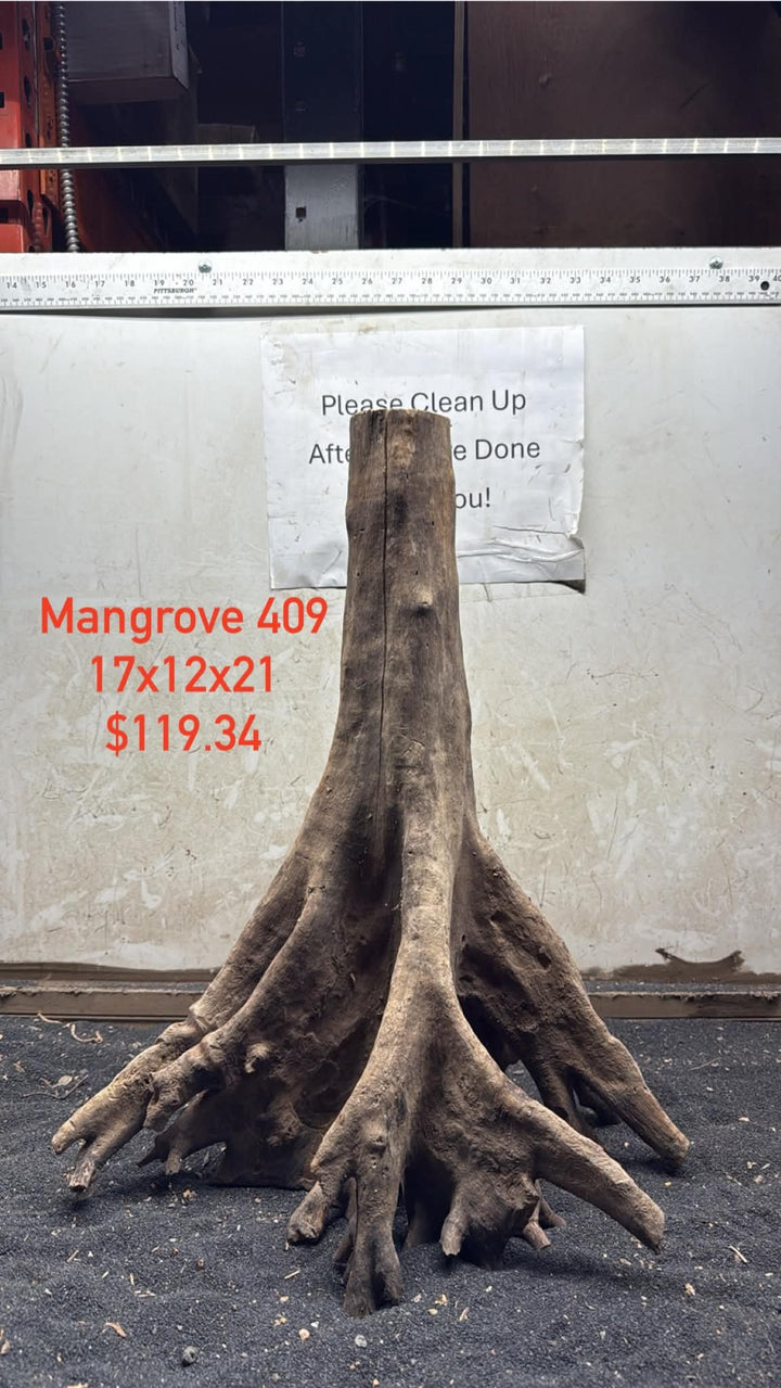 Mangrove Tree Stump 409