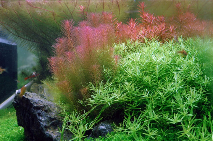 Rotala wallichii - TC - Advance