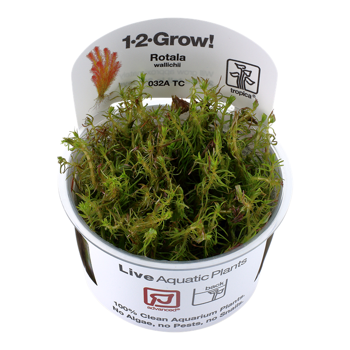 Rotala wallichii - TC - Advance