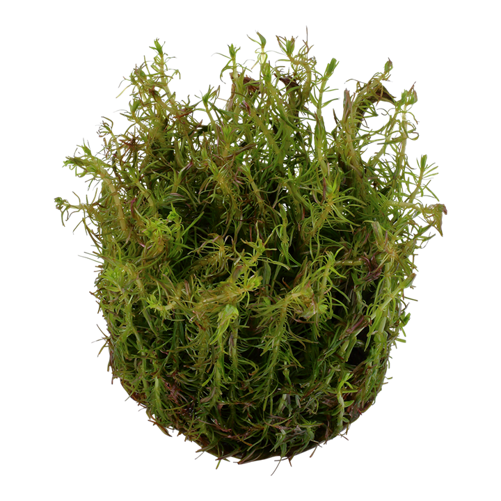 Rotala wallichii - TC - Advance