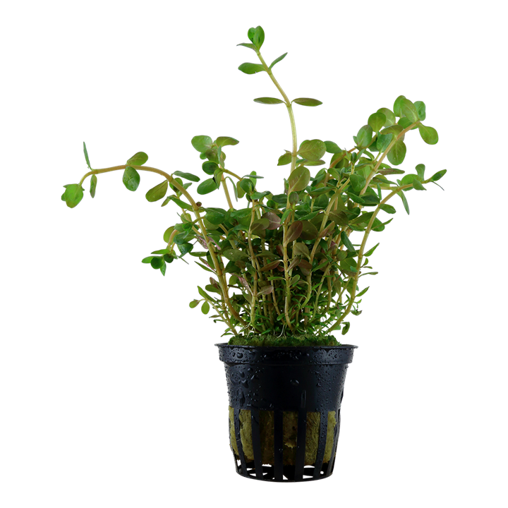 Rotala rotundifolia pot - Tropica