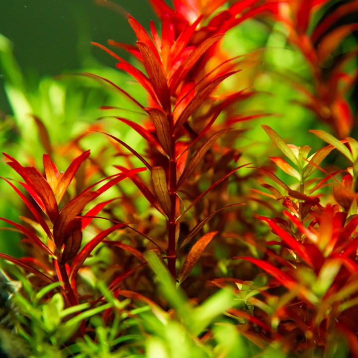 Rotala rotundifolia 'Blood Red' - TC - Medium