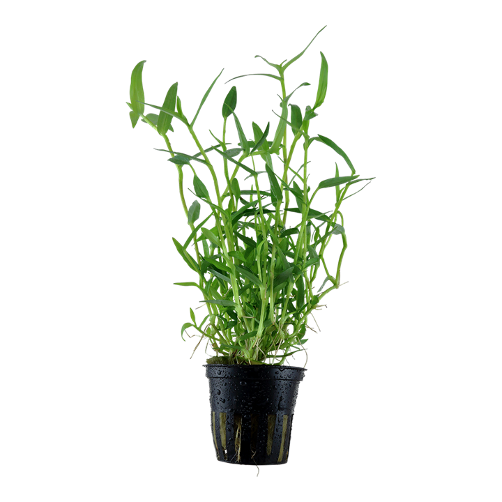 Murdannia keisak - Pot