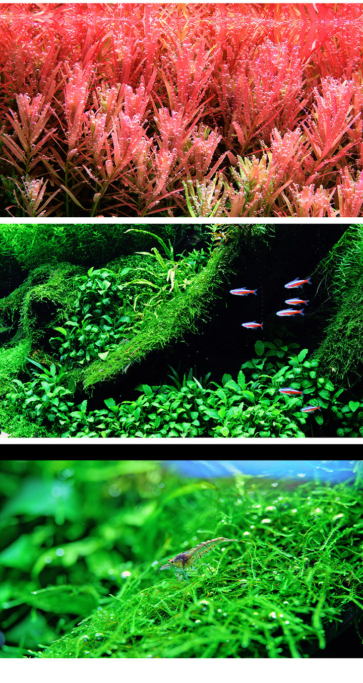 Netlea AT7S - AT6 PRO Light - Unlock The Beast