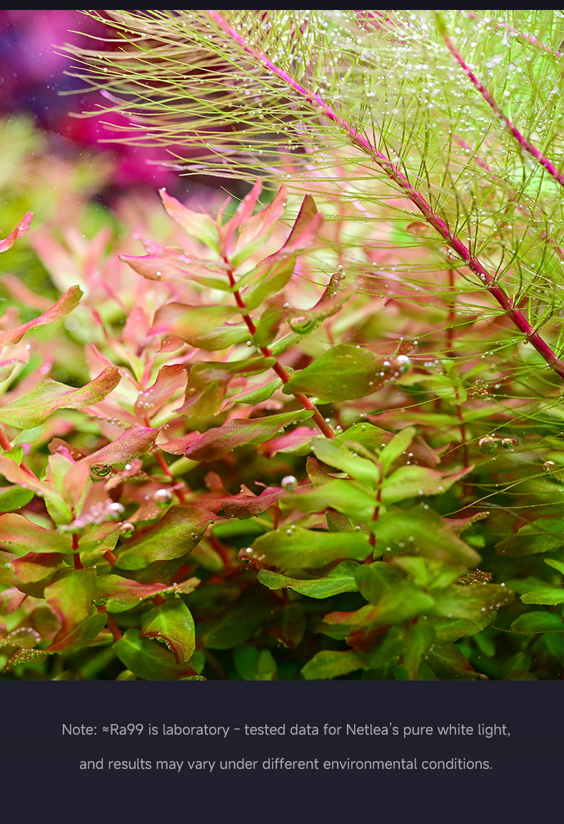 Netlea 6S Bracket Light Gen 3 - Smart Aquarium LED