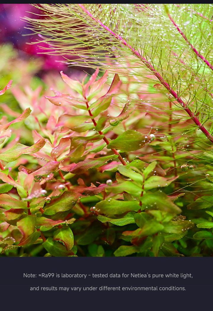 Netlea 6S Bracket Light Gen 3 - Smart Aquarium LED