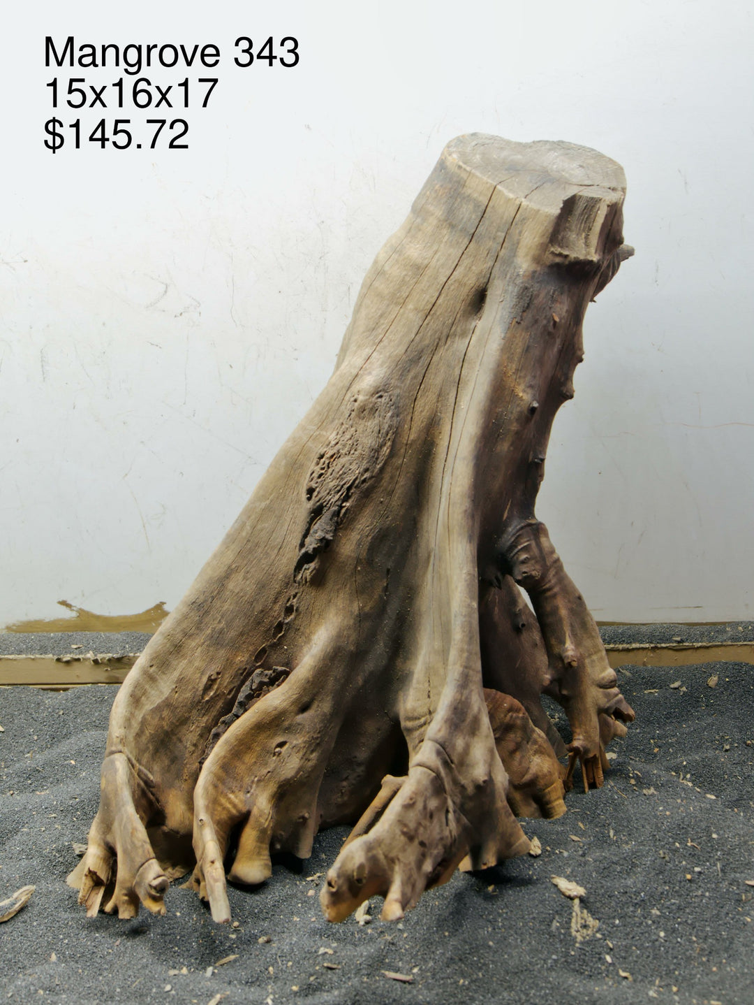 Mangrove Tree Stump 343