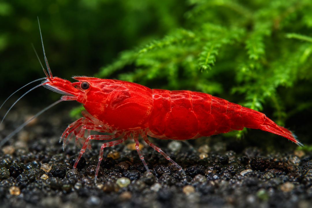 Fire Red Shrimp