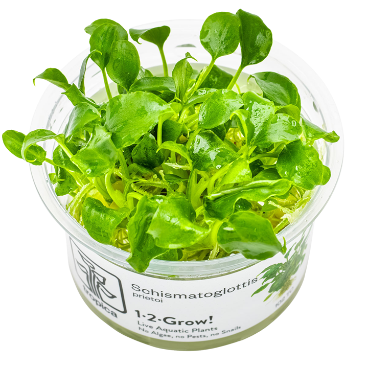 Schismatoglottis prietoi - Tropica - TC