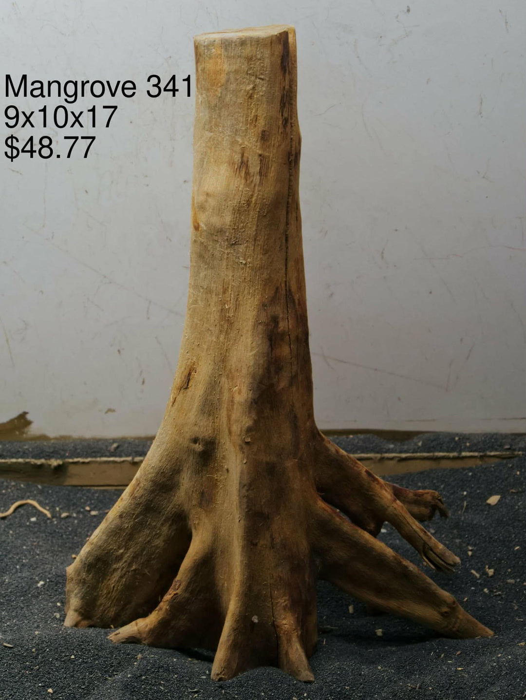 Mangrove Tree Stump 341