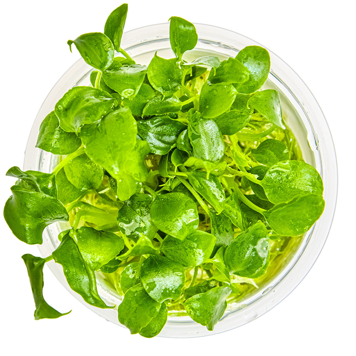Schismatoglottis prietoi - Tropica - TC