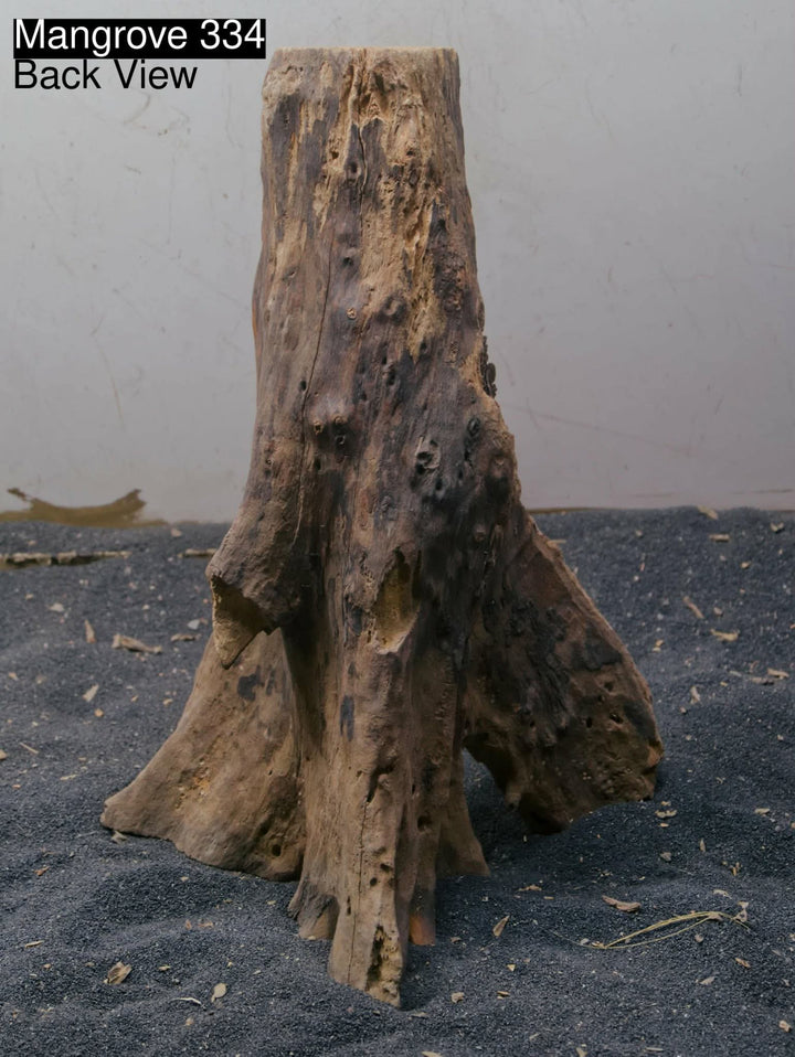 Mangrove Tree Stump 334