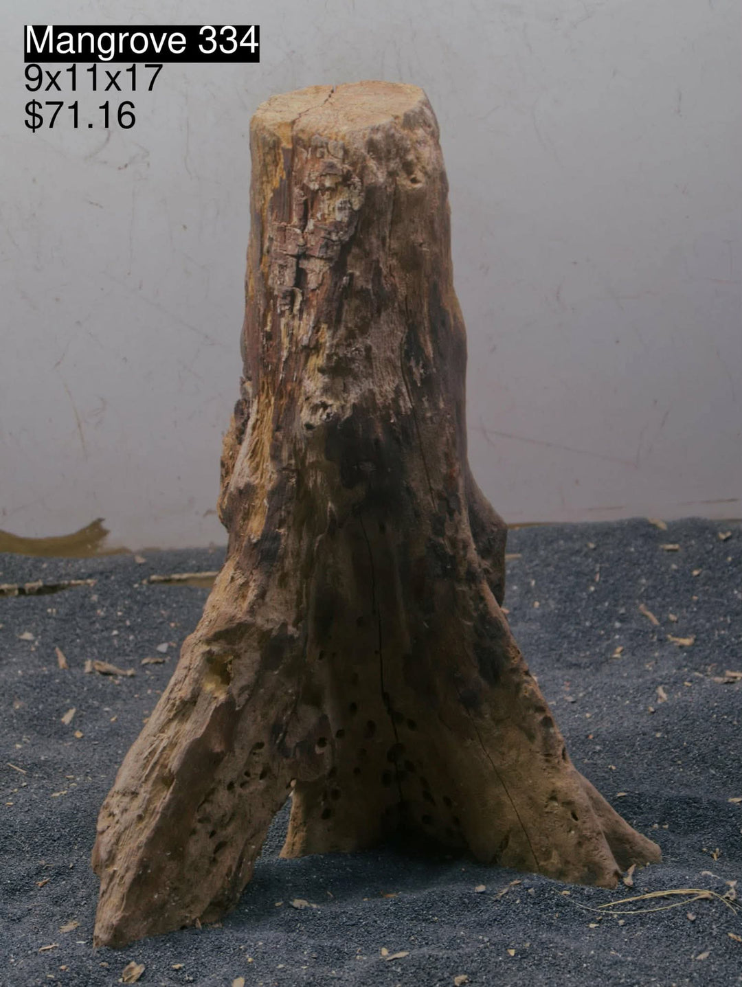 Mangrove Tree Stump 334