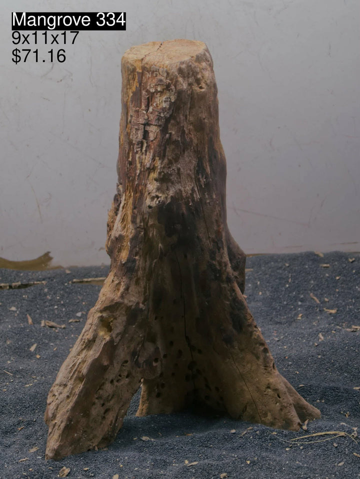 Mangrove Tree Stump 334