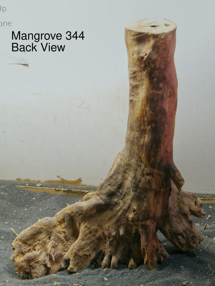 Mangrove Tree Stump 344
