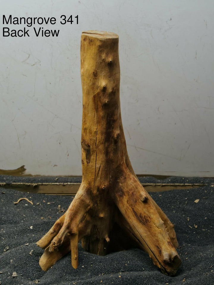 Mangrove Tree Stump 341