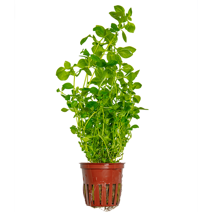 Ludwigia palustris &