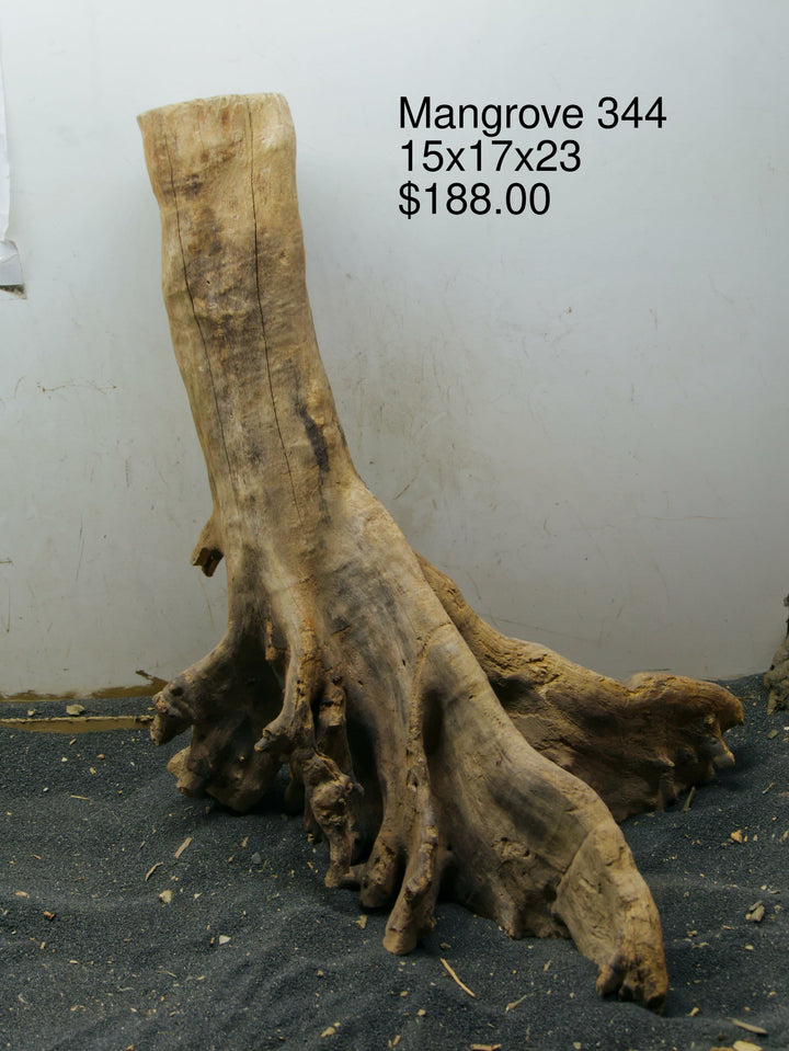 Mangrove Tree Stump 344