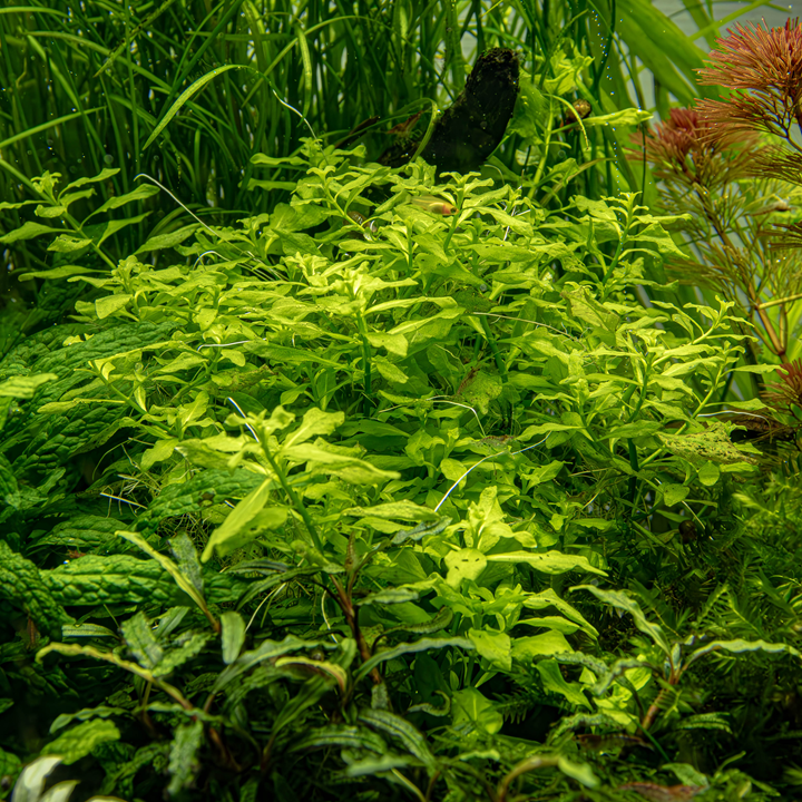 Ludwigia palustris &
