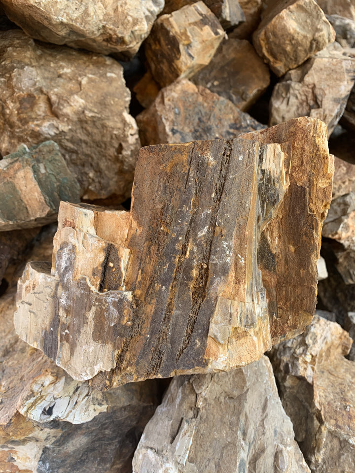 Petrified Wood Stone by lbs