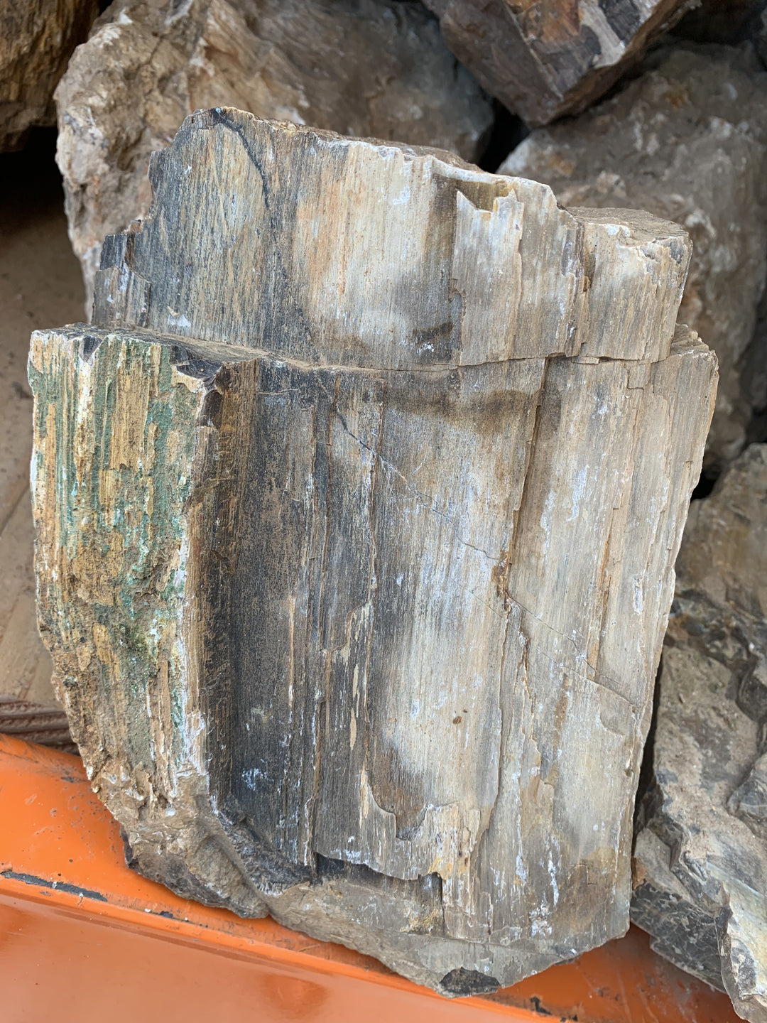 Petrified Wood Stone by lbs