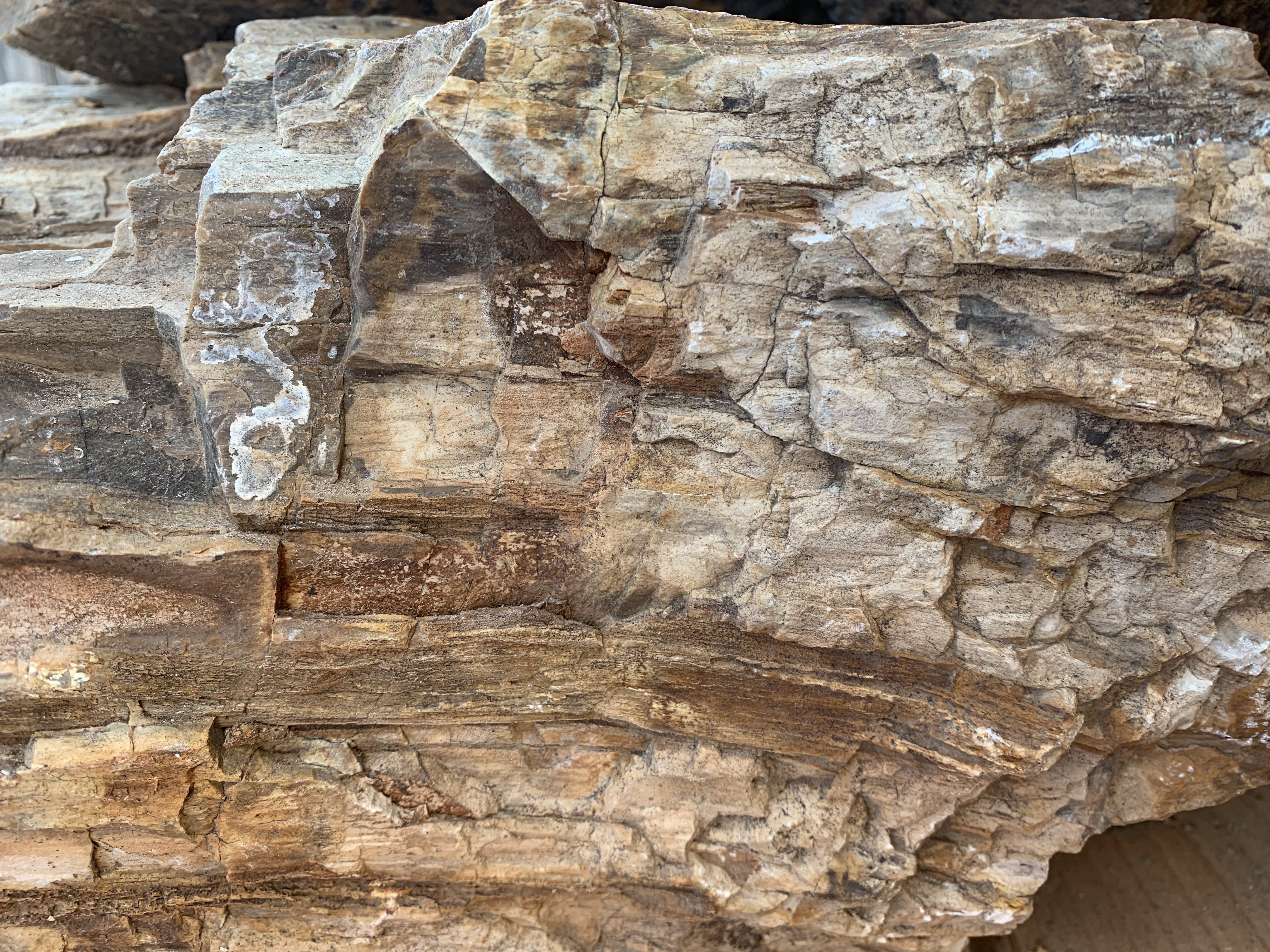 Petrified Wood Stone