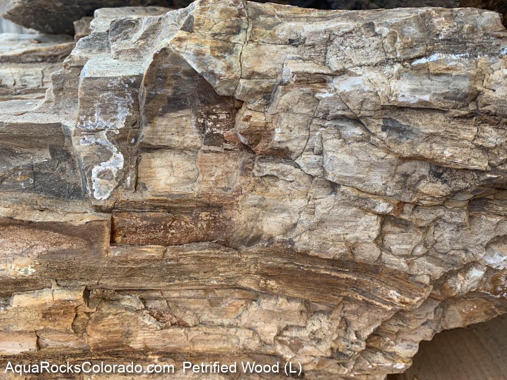 Petrified Wood Stone by lbs