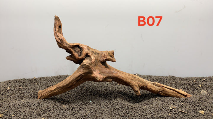 Pacific bog wood B07