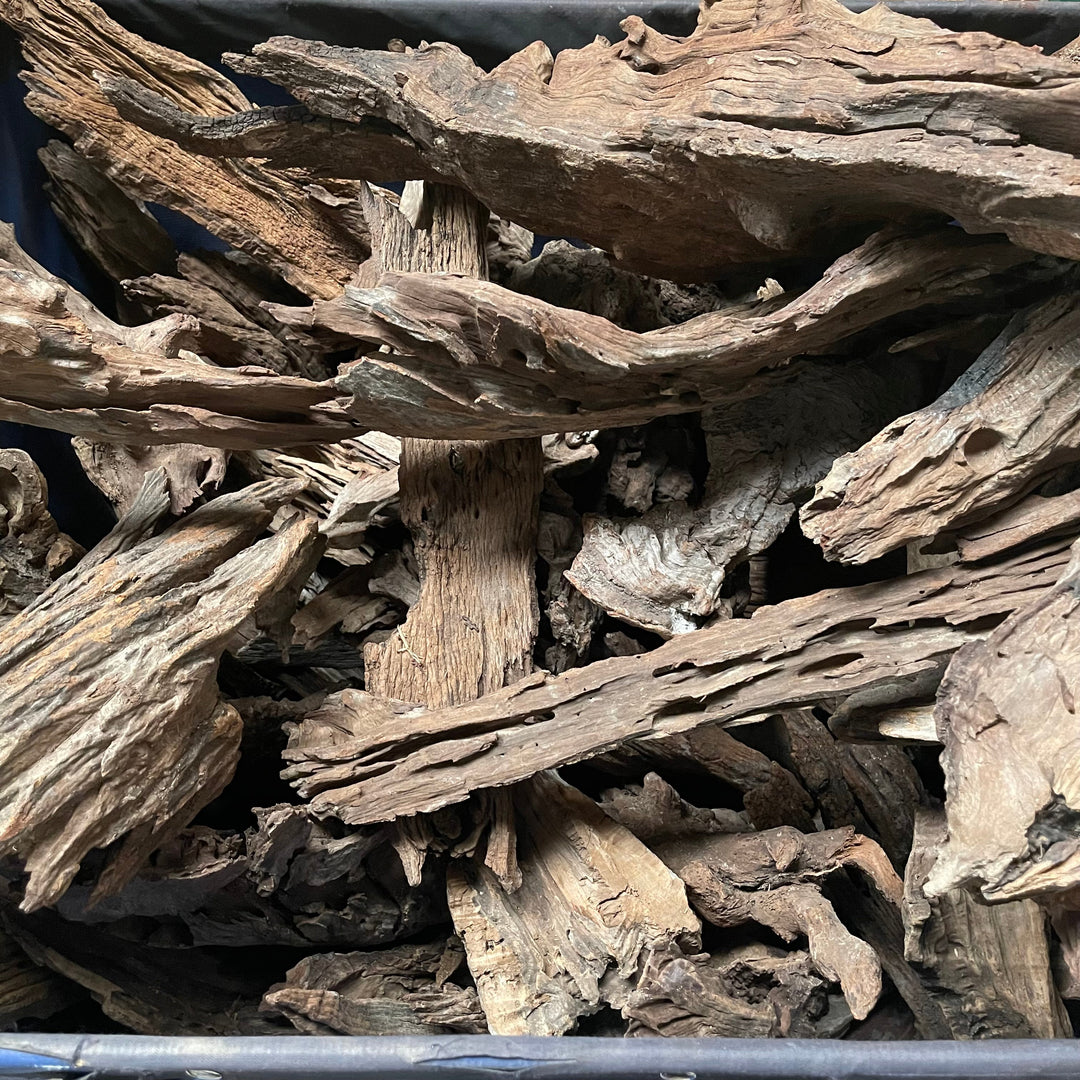 Malaysian Driftwood - Extra Large