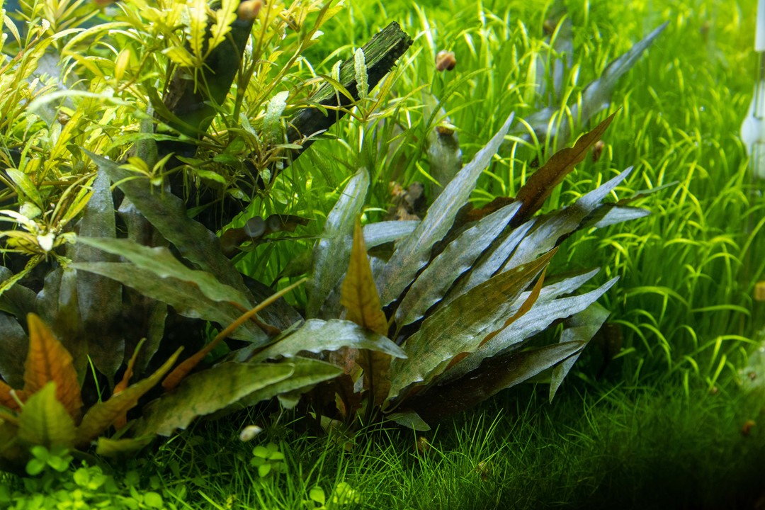 Cryptocoryne beckettii 'Petchii' - Tropica – Aqua Rocks Colorado