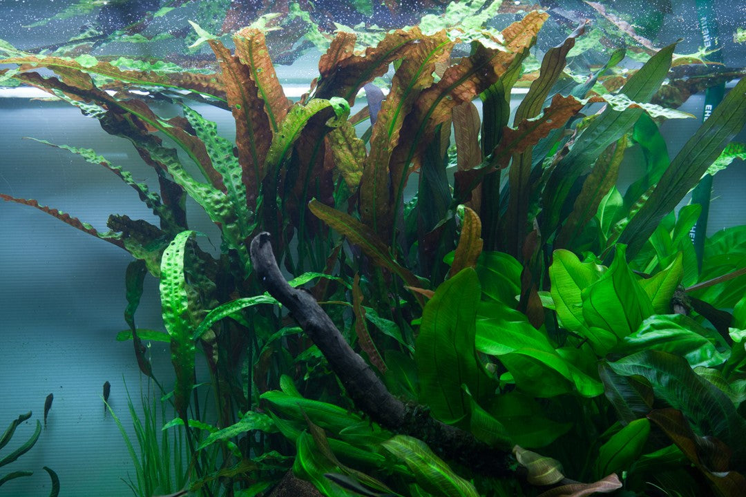 Cryptocoryne usteriana 大株 Cryptocoryne usteriana - Tropica – Aqua Rocks Colorado